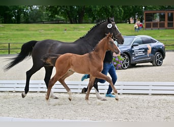 Deutsches Sportpferd, Hengst, Fohlen (05/2024), Dunkelbrauner