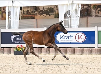 Deutsches Sportpferd, Hengst, Fohlen (04/2025), Dunkelbrauner