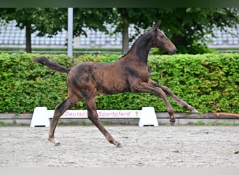 Deutsches Sportpferd, Hengst, Fohlen (04/2023), Dunkelbrauner