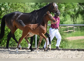 Deutsches Sportpferd, Hengst, Fohlen (04/2026), Dunkelbrauner