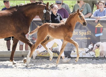 Deutsches Sportpferd, Hengst, Fohlen (05/2025), Dunkelfuchs