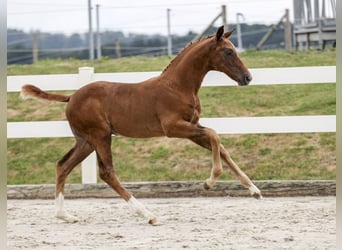 Deutsches Sportpferd, Hengst, Fohlen (05/2025), Dunkelfuchs