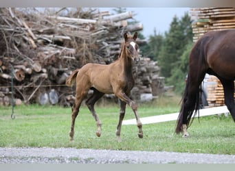 Deutsches Sportpferd, Hengst, Fohlen (05/2024), Dunkelfuchs