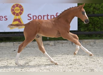 Deutsches Sportpferd, Hengst, Fohlen (03/2024), Dunkelfuchs