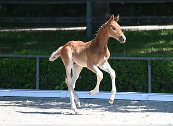Deutsches Sportpferd, Hengst, , Dunkelfuchs
