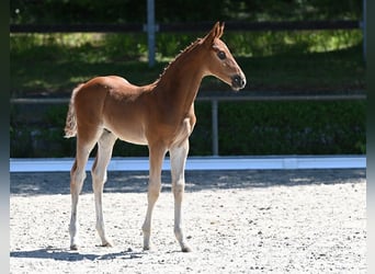 Deutsches Sportpferd, Hengst, , Dunkelfuchs