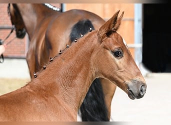 Deutsches Sportpferd, Hengst, , Dunkelfuchs
