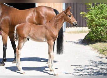 Deutsches Sportpferd, Hengst, , Dunkelfuchs