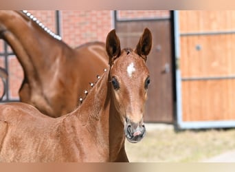 Deutsches Sportpferd, Hengst, , Dunkelfuchs