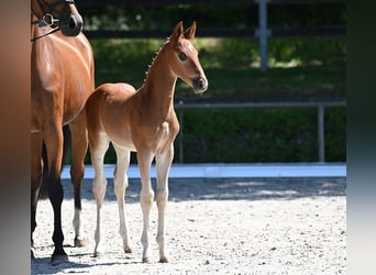 Deutsches Sportpferd, Hengst, , Dunkelfuchs