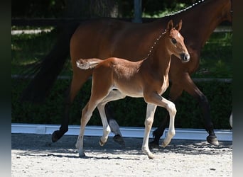 Deutsches Sportpferd, Hengst, , Dunkelfuchs