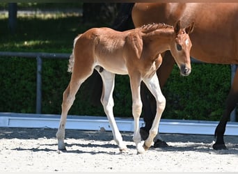 Deutsches Sportpferd, Hengst, , Dunkelfuchs