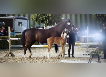Deutsches Sportpferd, Hengst, Fohlen (06/2026), Fuchs