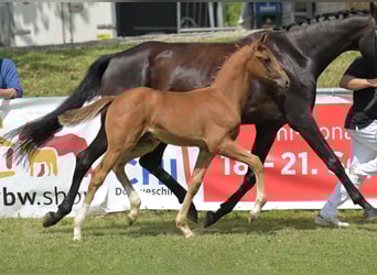 Deutsches Sportpferd, Hengst, Fohlen (05/2025), Fuchs