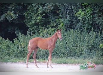 Deutsches Sportpferd, Hengst, Fohlen (05/2026), Fuchs