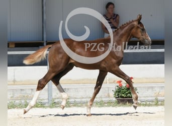 Deutsches Sportpferd, Hengst, Fohlen (04/2026), Fuchs