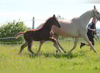 Deutsches Sportpferd, Hengst, , Fuchs