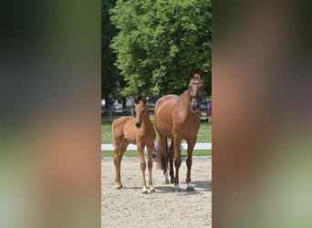 Deutsches Sportpferd, Hengst, , Fuchs