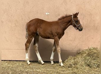 Deutsches Sportpferd, Hengst, , Fuchs