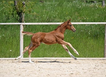 Deutsches Sportpferd, Hengst, , Fuchs