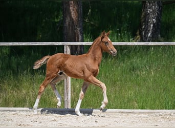 Deutsches Sportpferd, Hengst, , Fuchs