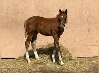 Deutsches Sportpferd, Hengst, , Fuchs