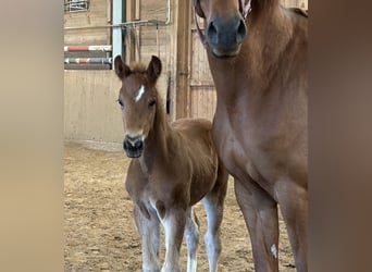 Deutsches Sportpferd, Hengst, , Fuchs