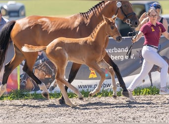 Deutsches Sportpferd, Hengst, Fohlen (05/2025), Fuchs