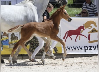 Deutsches Sportpferd, Hengst, Fohlen (05/2025), Fuchs