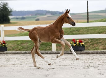 Deutsches Sportpferd, Hengst, Fohlen (05/2025), Fuchs