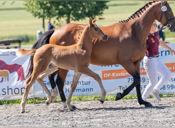 Deutsches Sportpferd, Hengst, Fohlen (05/2025), Fuchs