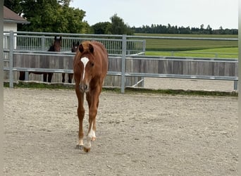 Deutsches Sportpferd, Hengst, Fohlen (03/2025), Fuchs