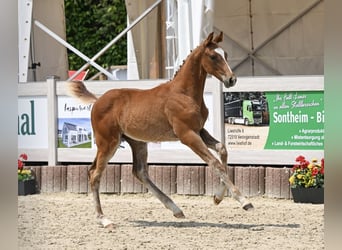 Deutsches Sportpferd, Hengst, Fohlen (03/2025), Fuchs
