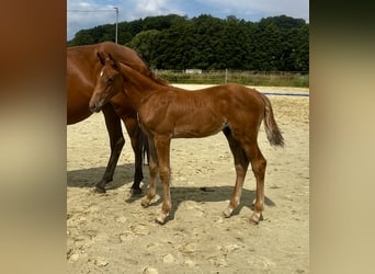 Deutsches Sportpferd, Hengst, Fohlen (06/2025), Fuchs