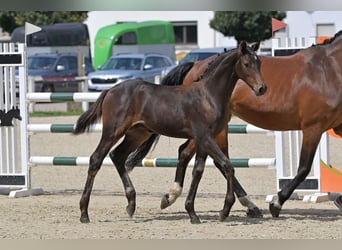 Deutsches Sportpferd, Hengst, Fohlen (05/2025), Kann Schimmel werden