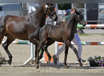 Deutsches Sportpferd, Hengst, Fohlen (05/2025), Kann Schimmel werden