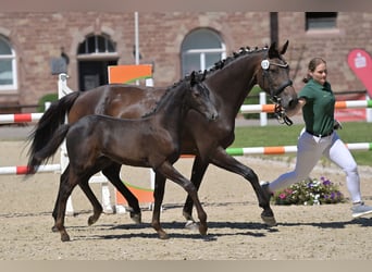 Deutsches Sportpferd, Hengst, Fohlen (05/2025), Kann Schimmel werden