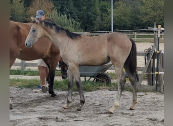 Deutsches Sportpferd, Hengst, Fohlen (04/2025), Kann Schimmel werden