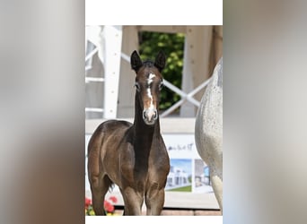 Deutsches Sportpferd, Hengst, , Kann Schimmel werden