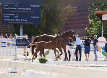 Deutsches Sportpferd, Hengst, Fohlen (05/2026), Kann Schimmel werden