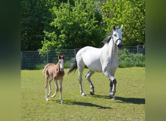 Deutsches Sportpferd, Hengst, , Kann Schimmel werden