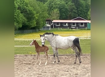 Deutsches Sportpferd, Hengst, , Kann Schimmel werden