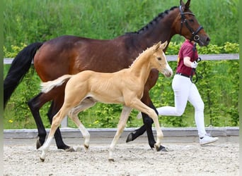 Deutsches Sportpferd, Hengst, Fohlen (05/2024), Palomino