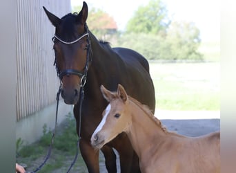 Deutsches Sportpferd, Hengst, Fohlen (05/2024), Palomino