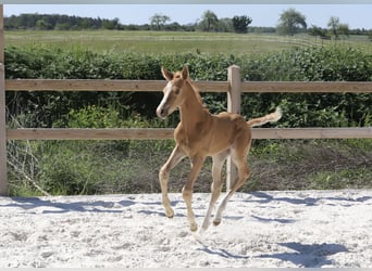 Deutsches Sportpferd, Hengst, Fohlen (05/2024), Palomino