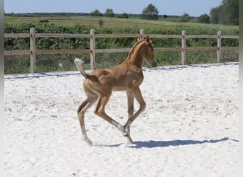 Deutsches Sportpferd, Hengst, Fohlen (05/2024), Palomino