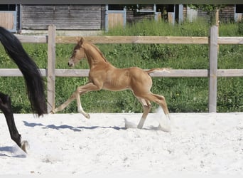 Deutsches Sportpferd, Hengst, Fohlen (05/2024), Palomino