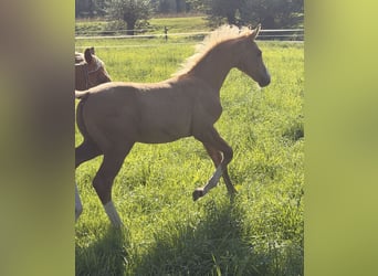 Deutsches Sportpferd, Hengst, Fohlen (06/2026), Palomino