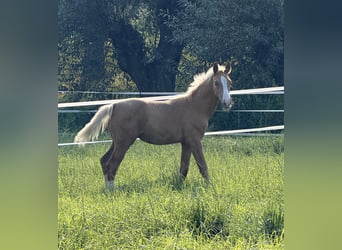 Deutsches Sportpferd, Hengst, Fohlen (06/2026), Palomino