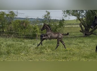 Deutsches Sportpferd, Hengst, Fohlen (04/2026), Rappe